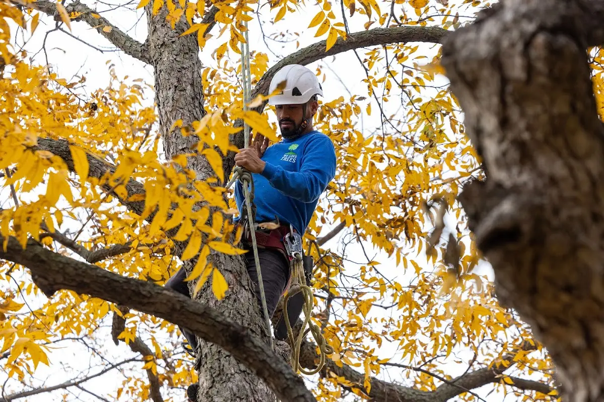 Skilled Tree Planing crew working in Moses Lake