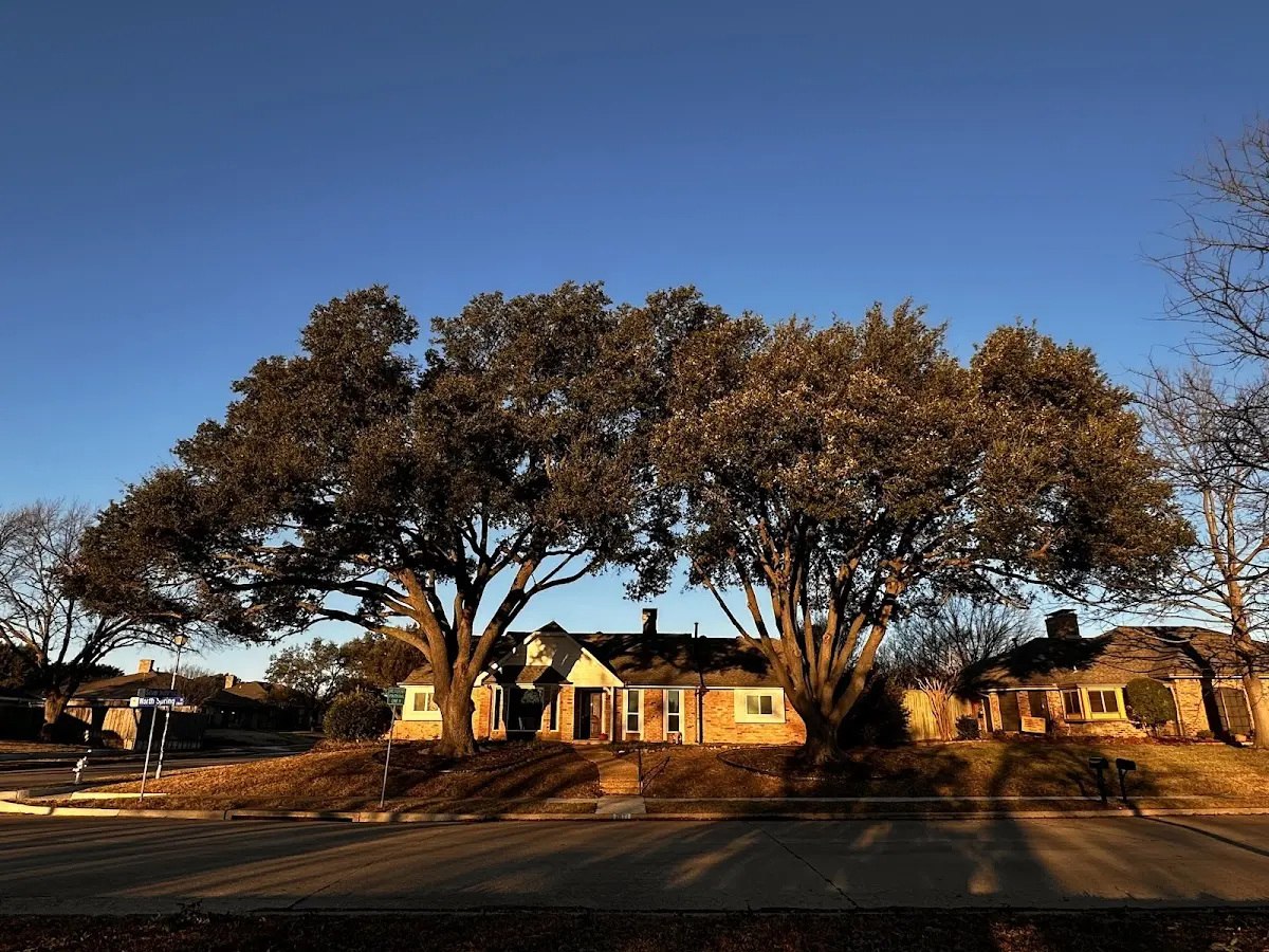 Established residential canopy tree shading a home in Moses Lake